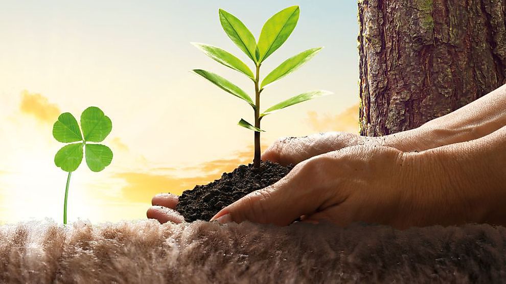 Knauf célèbre les 10 ans de la laine de verre avec l'action 'Plant a tree'
